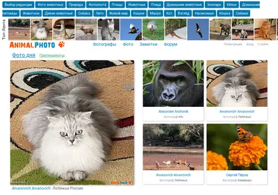 Снимок главной страницы animalphoto.ru