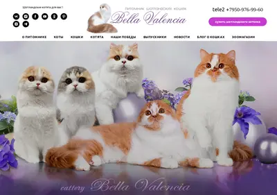 Снимок главной страницы bellavalencia.ru