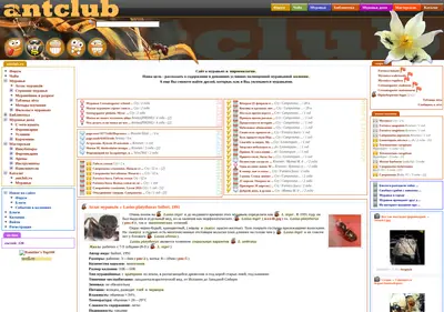 Снимок главной страницы antclub.ru