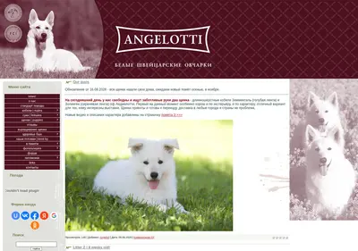 Снимок главной страницы angelotti.ru