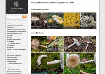 Снимок главной страницы mycology.su