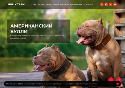 Снимок главной страницы bully-team.ru